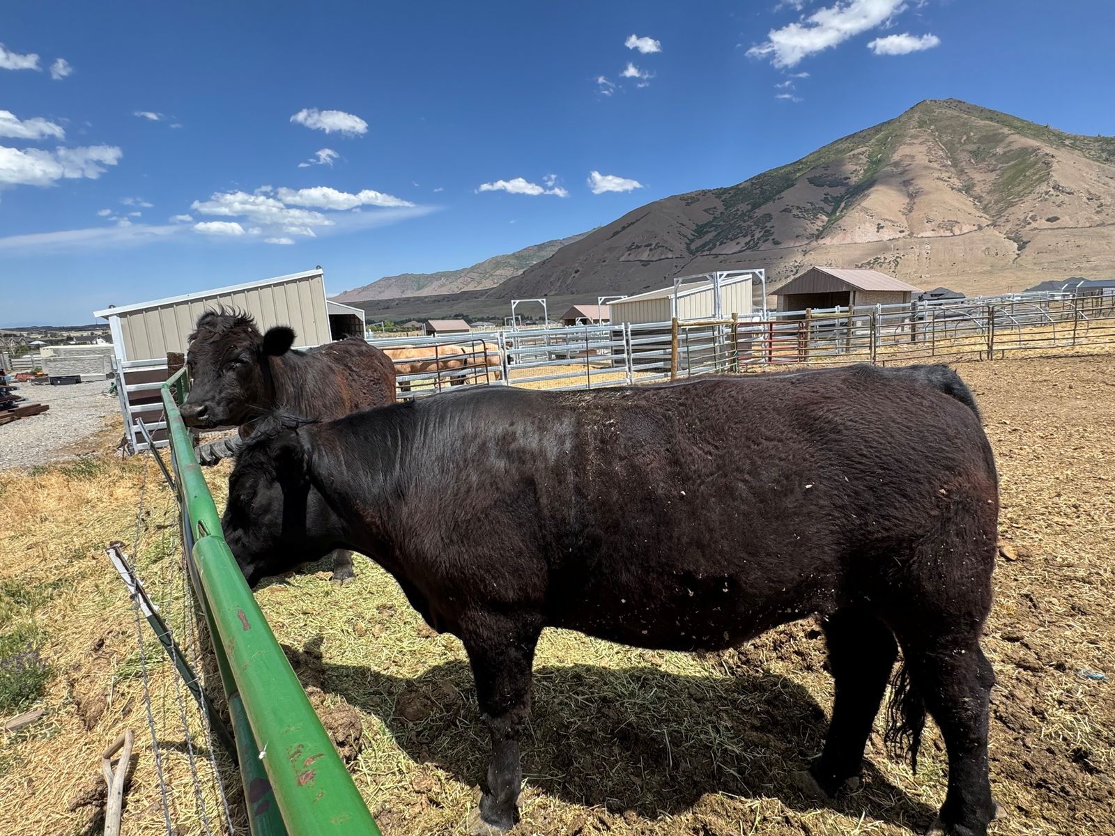 Angus Beef Steer – Butcher Date Secured June 9th