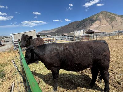 Angus Beef Steer – Butcher Date Secured June 9th