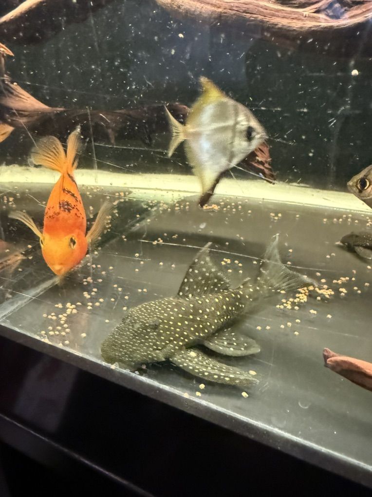 Blue Phantom Pleco 7-8 Inch