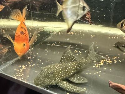 Blue Phantom Pleco 7-8 Inch