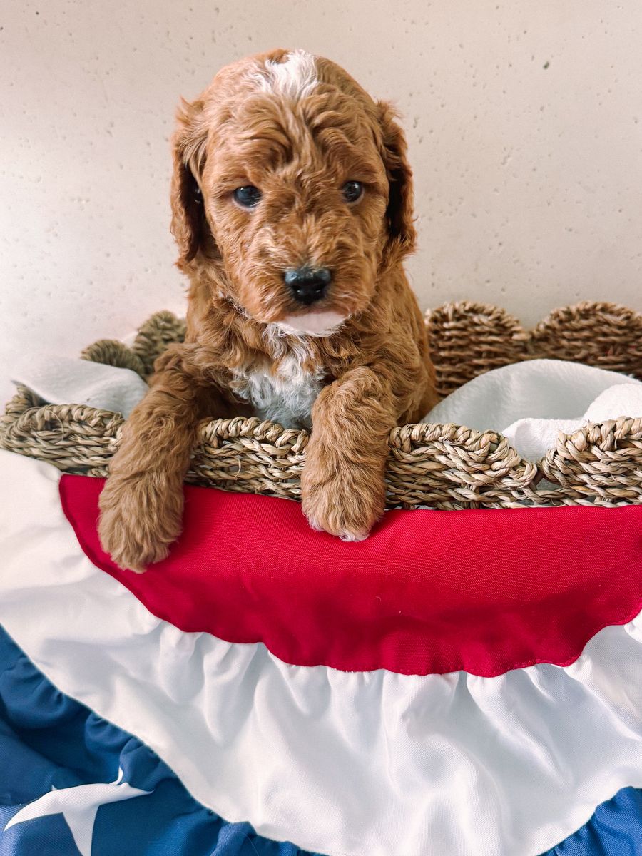 Micro Golden Doodles for Sale