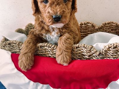 Micro Golden Doodles for Sale
