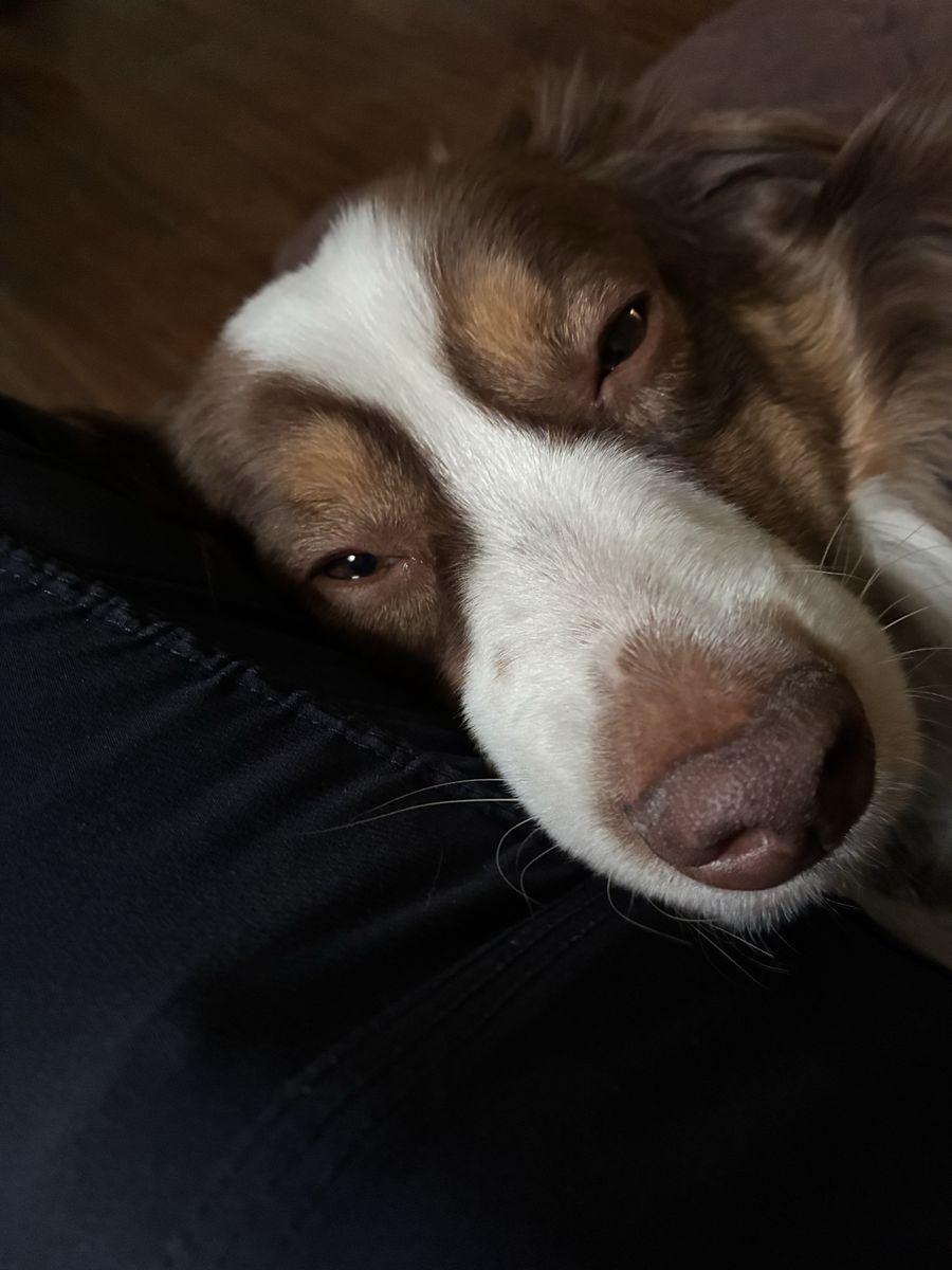 3.5 Year Old Mini Aussie Re-Home Neutered Male Rehoming fee applies