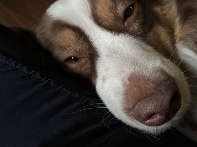3.5 Year Old Mini Aussie Re-Home Neutered Male Rehoming fee applies