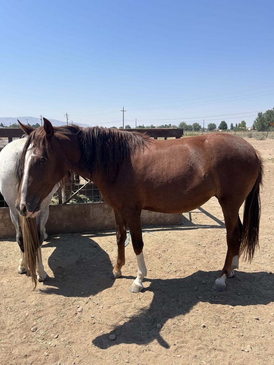 Peruvian Paso X Mangalarga marchador