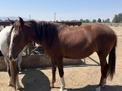 Peruvian Paso X Mangalarga marchador