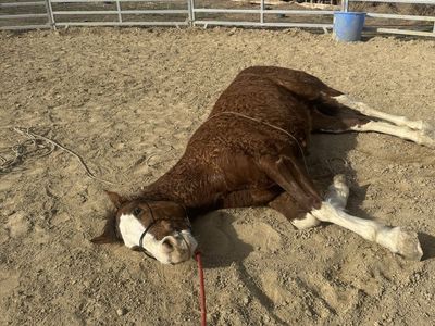 Trail Horse