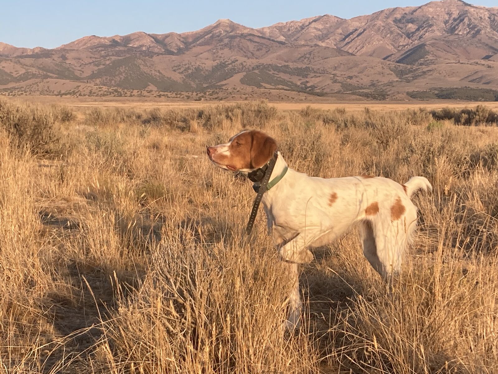 Training Pigeons for RENT