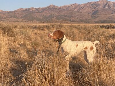 Training Pigeons for RENT
