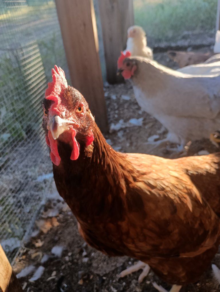 3 Laying Hens