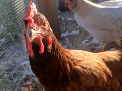 3 Laying Hens