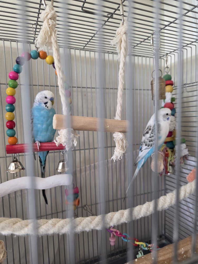 Two Beautiful Budgies / Parakeets – Looking for a Loving Home