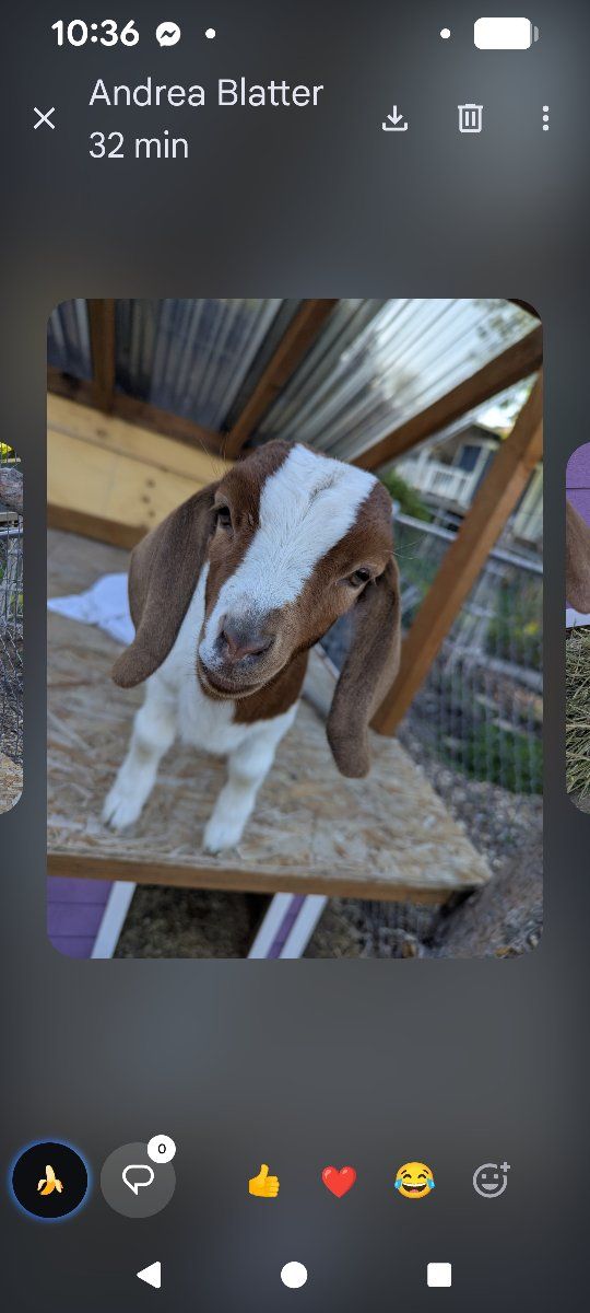 goat kids