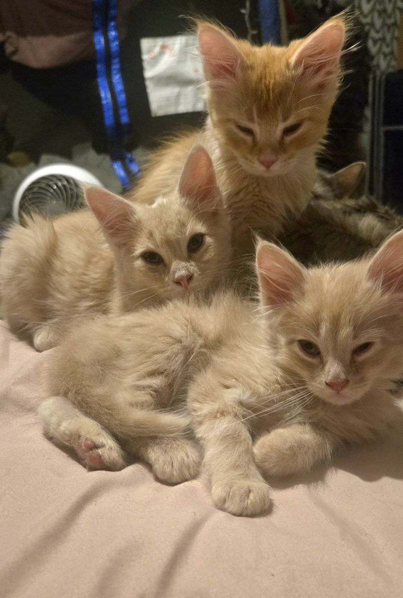 Adorable Kittens- need to find their furever family.