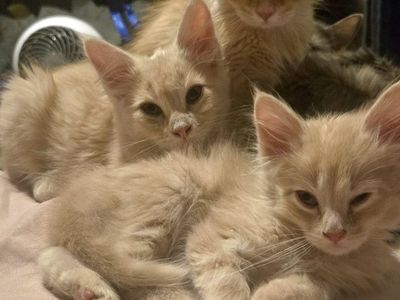 Adorable Kittens- need to find their furever family.