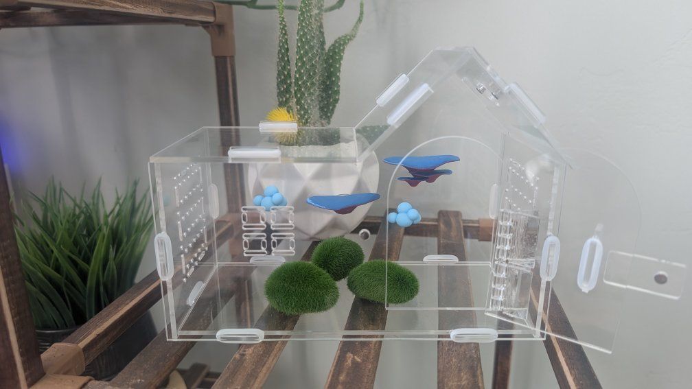 Jumping spider enclosure, jumping spider terrarium, spider house. No spider
