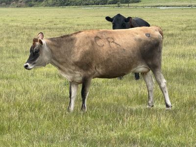 3 bred Jersey heifers and 1 none bred Jersey heifer.