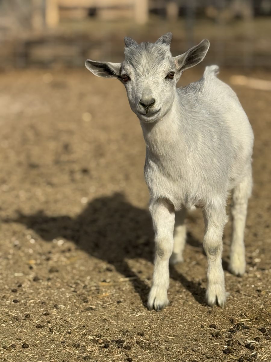 Nigerian Dwarf Buckling