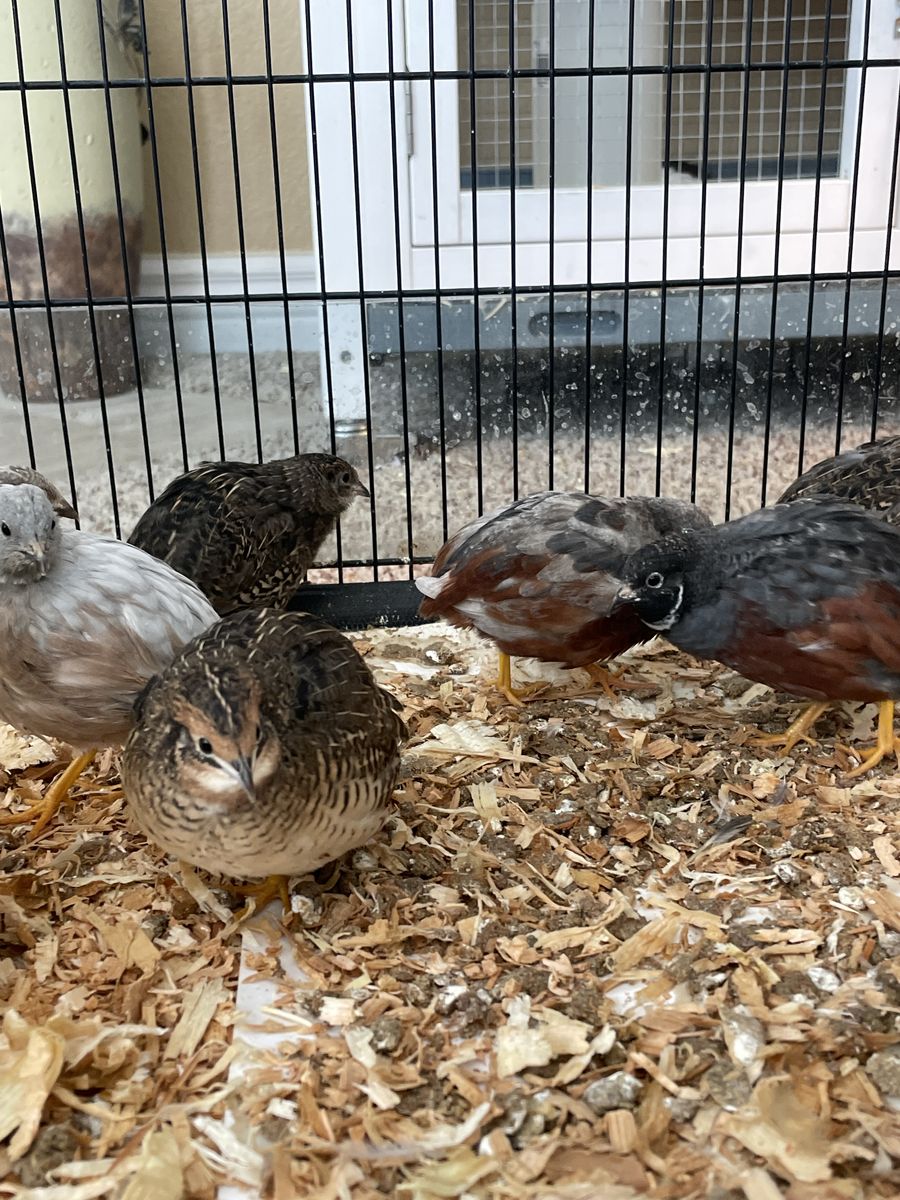 Button quails