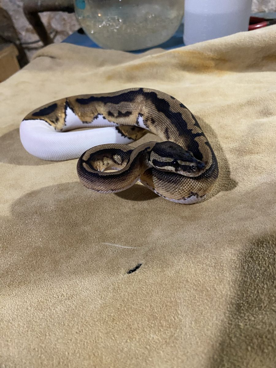 Pied ball python baby female