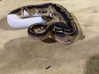 Pied ball python baby female