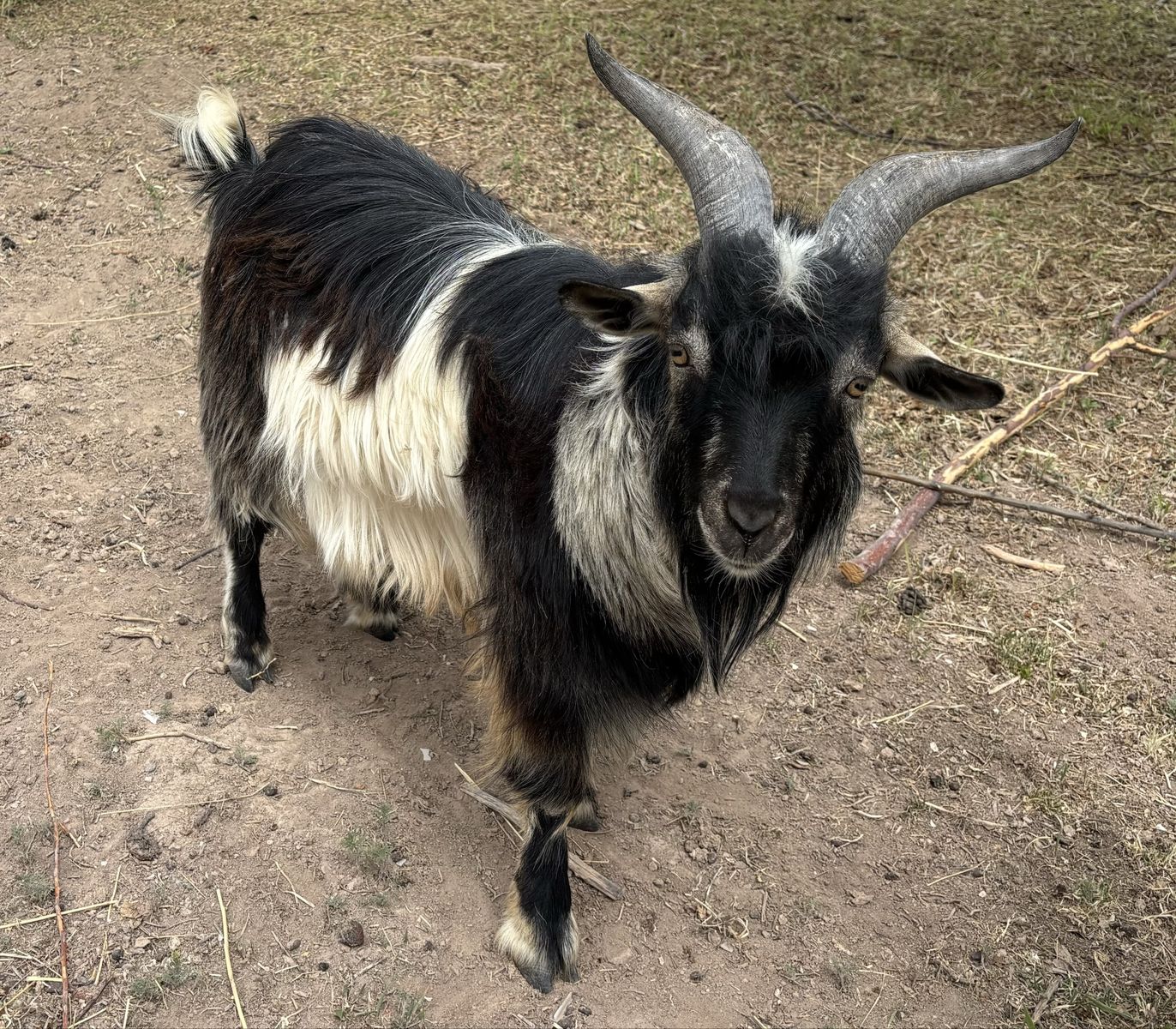 Silky Fainting Goat Buck