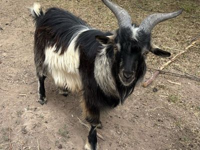 Silky Fainting Goat Buck