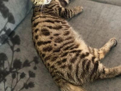 Rate Munchkin Bengal ( Hypoallergenic ) • Neutered, Shots, DNA clear!
