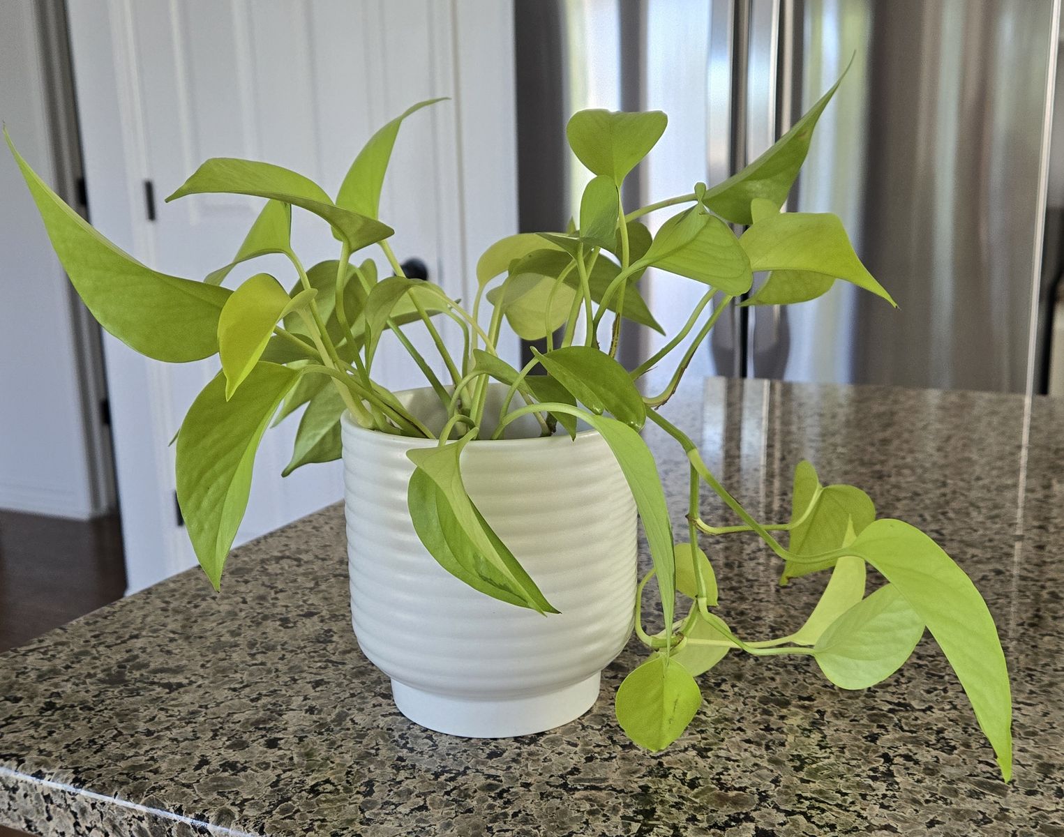 Neon Pothos with Decorative Pot