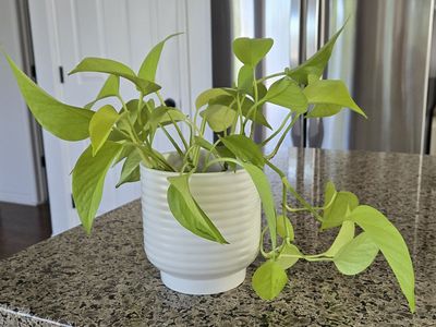 Neon Pothos with Decorative Pot