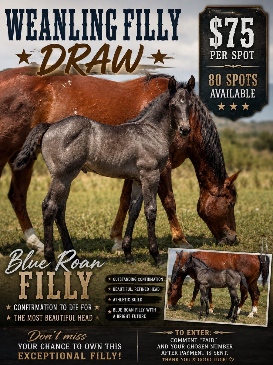 Blue Roan Filly