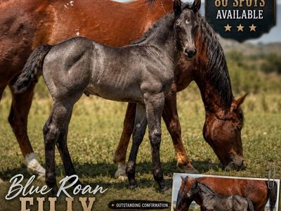 Blue Roan Filly