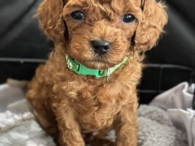 Mini F2 Cavapoo
