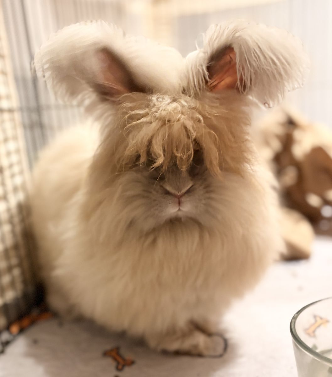 ISO Dog Or Chicken Run With Roof For Rabbits