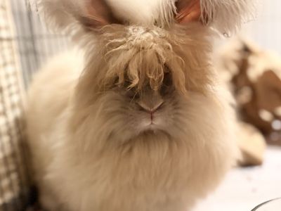 ISO Dog Or Chicken Run With Roof For Rabbits