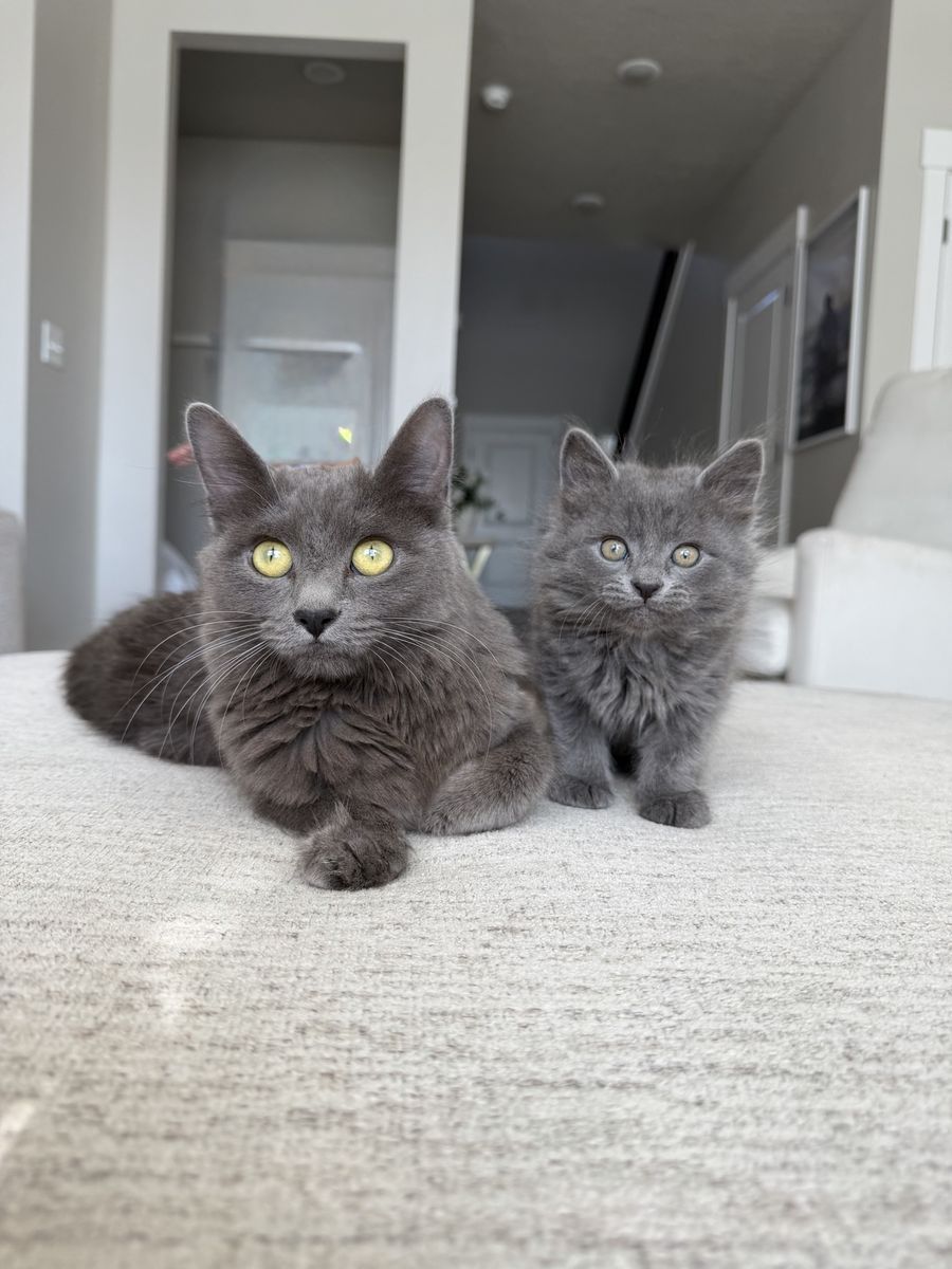 Fluffy and beautiful kitties - Rehoming Fee Applies