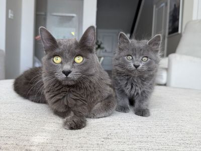Fluffy and beautiful kitties - Rehoming Fee Applies