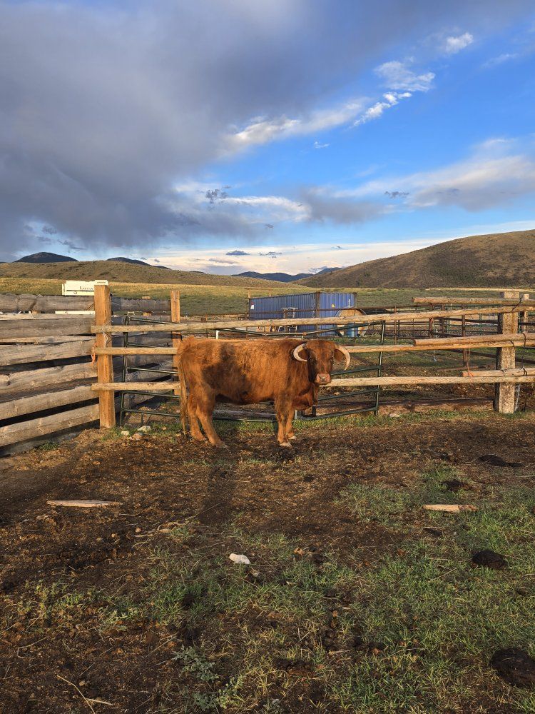 Bred highland cow