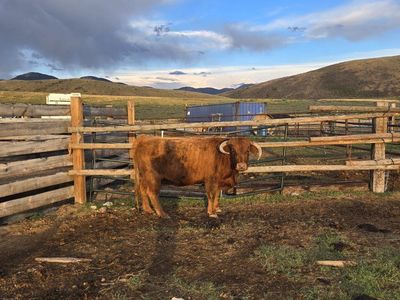 Bred highland cow