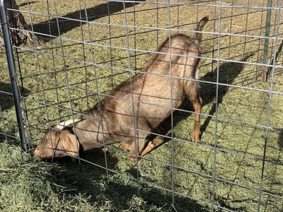 3 Bucks And 1 wether