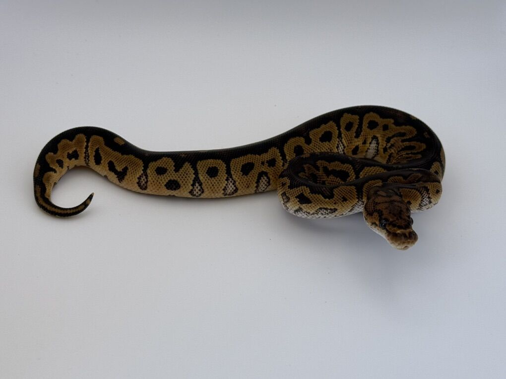 Spotnose Clown Ball Python