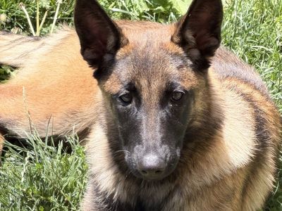 Belgian Malinois Puppy for Sale - Female (6MONTHS)