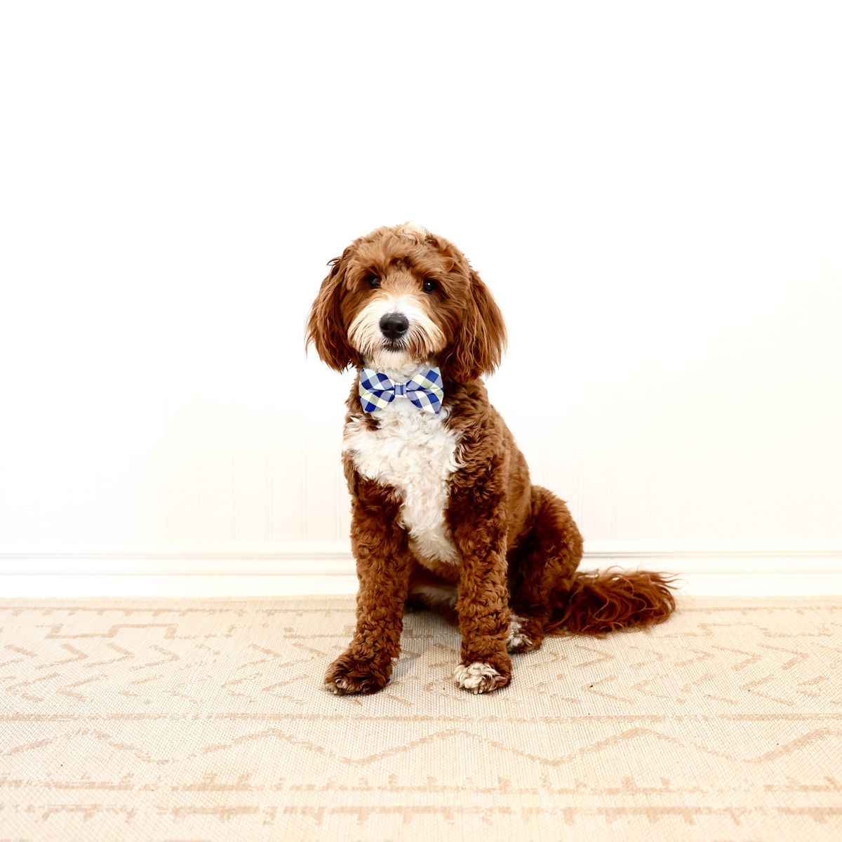 Mini Goldendoodle Stud, Fully Furnished, No Curl, Intense Red, 24 lbs