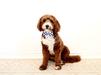 Mini Goldendoodle Stud, Fully Furnished, No Curl, Intense Red, 24 lbs