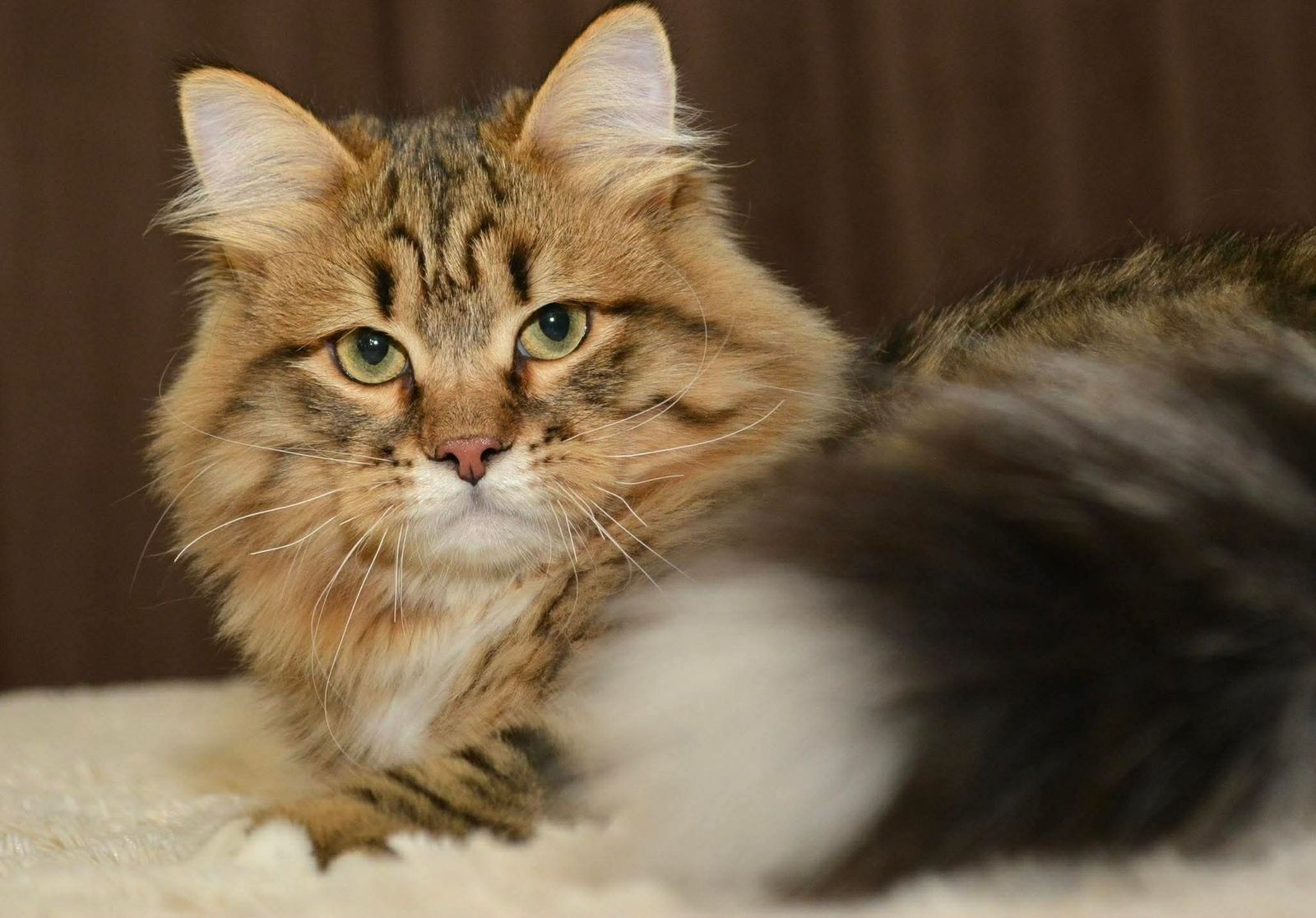 Russian Siberian Cats w/ Breeding Rights