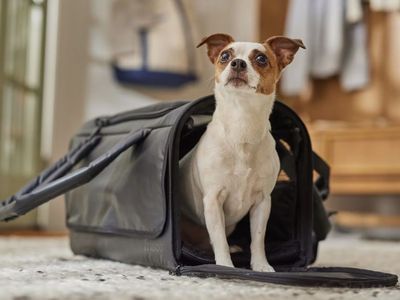 Frisco Travel Pet Carrier, Soft-Sided, Black, 18.1" L x 9.4" W x 11" H