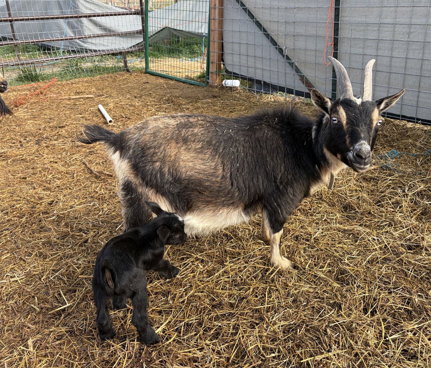 Nigerian dwarf momma and baby boy goat