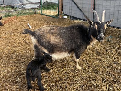 Nigerian dwarf momma and baby boy goat