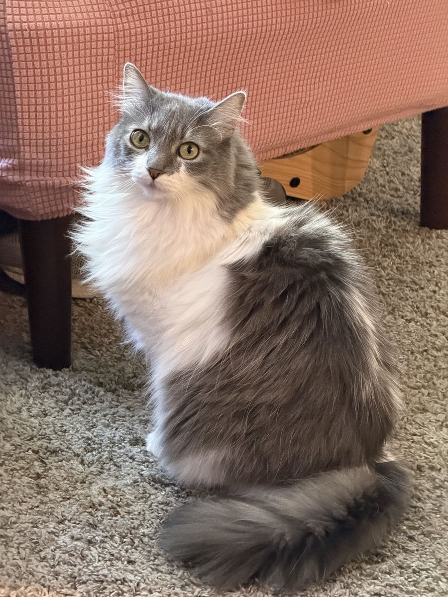 Free cats to loving home