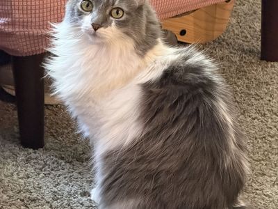 Free cats to loving home